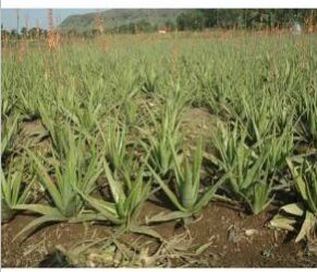 aloe vera seedlings