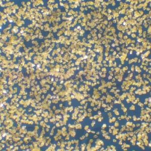 Diamond Micron Powder