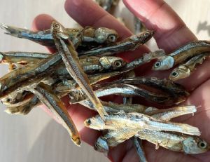 Dried Sprats Anchovie Fish