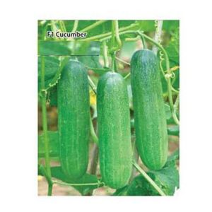 hybrid cucumber seed