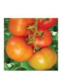 hybrid tomato seed