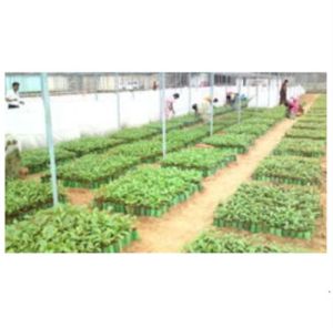 Tissue Culture Teak Plants