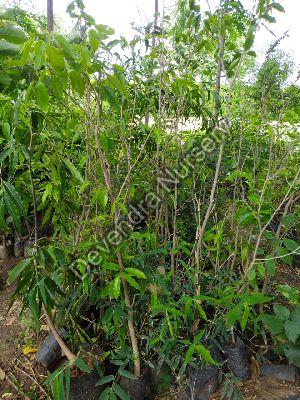 Agarwood plant
