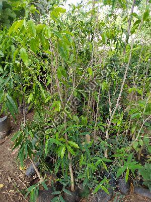 Agarwood plant