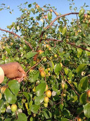 Red Apple Ber Plant