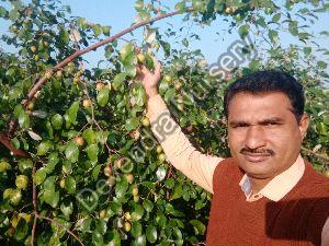 Pomegranate Plants