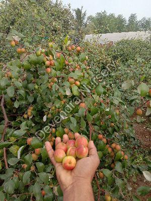 Red Apple Ber Plant