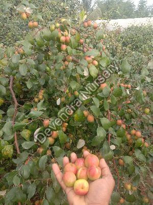 Red Apple Ber Plant
