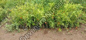 Pomegranate Plants