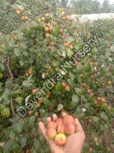 Red Apple Ber plant