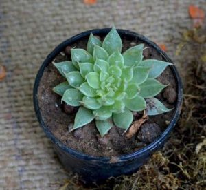 Echeveria Filiferum Plant