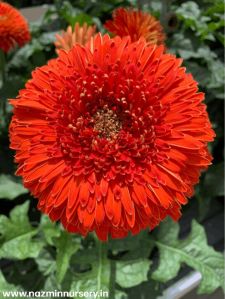 Gerbera Flower Plant