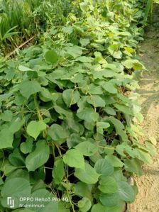 Kiwi Fruit Plant