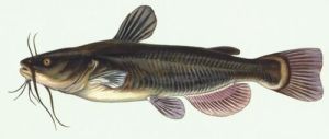 sea catfish
