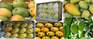 Fresh Mangoes