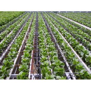 Drip Irrigation System