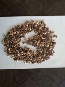 Super Napier Grass Seeds