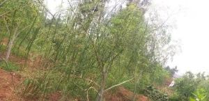 Odc3 Moringa Seeds