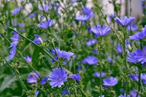 Chicory Powder