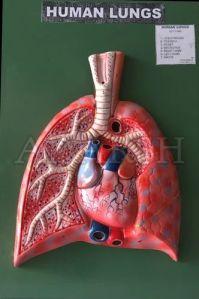 Human Lungs Model