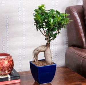 Ficus Bonsai tree