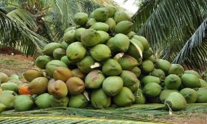 Tender Coconut