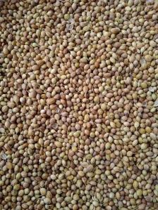 Coriander Seed