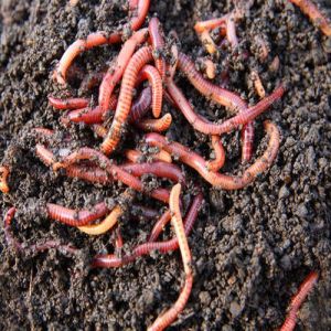 Organic Earthworm