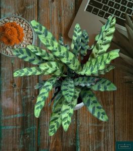 Calathea Rattlesnake Plant