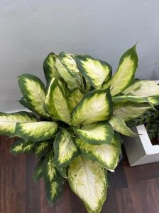 Dieffenbachia Plant