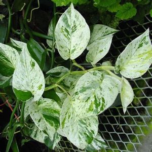 Marble Queen Money Plant