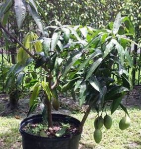 Mango Plants