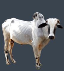 Live Deoni Cow