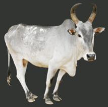 Live Kangayam Cow