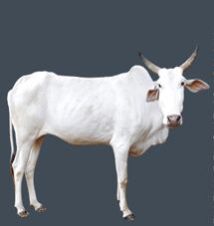 Live Khillari Cow