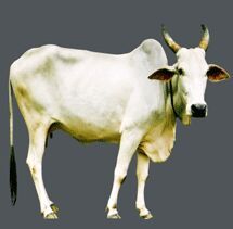 Live Krishna Valley Cow