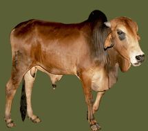 Live Red Sindhi Cow