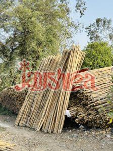 Bamboo 12 feet