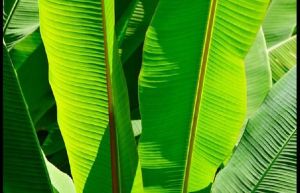 Banana Leaves