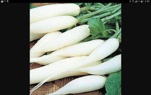 Fresh Radish