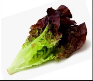 red lettuce