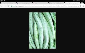 Fresh Snake Gourd