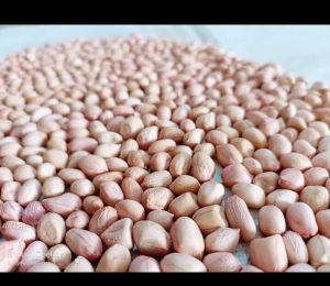 Groundnut Seed