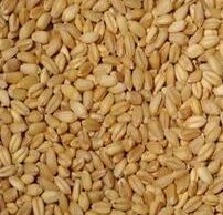 PBW-550 Wheat Seeds