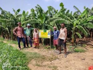 Organic Banana Farming Consultancy Services