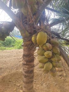 Coconut Plants