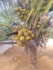 Coconut Plants