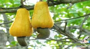 Cashew Nut Plants