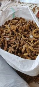 Organic Tamarind