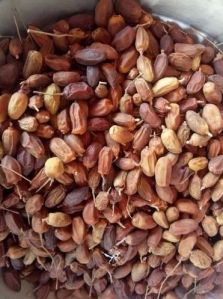 Dried Neem Seeds